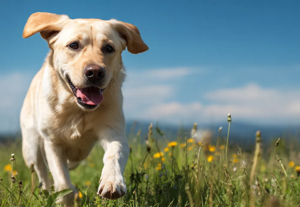 Dog Behavior Training Guide for Owners